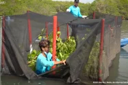 Bali Eyes Carbon Markets as a Sustainable Income Source