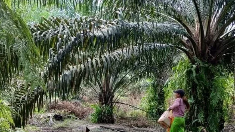 PHK Pengurus Serikat Buruh, Teraju Indonesia Desak Audit