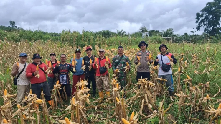 Panen Jagung Dukung Ketahanan Pangan di Pandan Sembuat