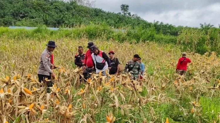 Lahan BUMDes Pandan Sembuat Dukung Ketahanan Pangan Desa