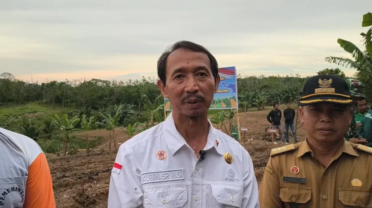Sanggau Potensial Tingkatkan Produksi Jagung Lokal