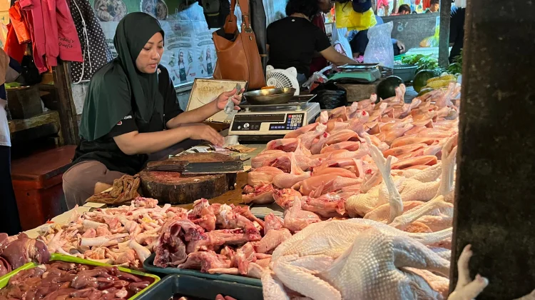 Permintaan Meningkat, Harga Ayam di Sanggau Melonjak