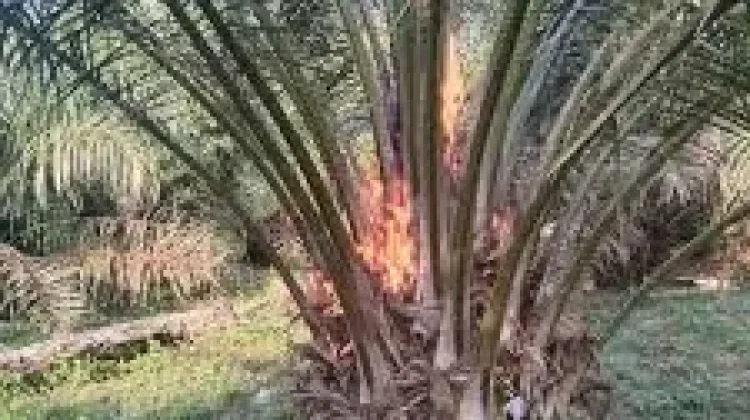 Tips Mengatasi Tanaman Sawit Berbuah Jantan