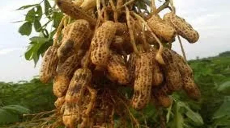 Strategi Meningkatkan Produksi Kacang Tanah
