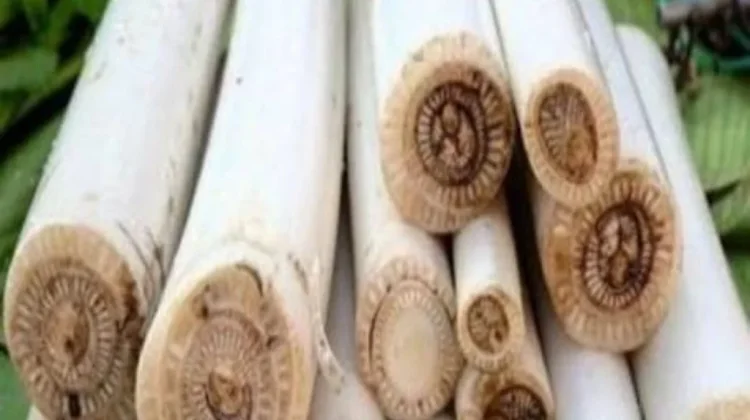 Umbut Pisang Memiliki Banyak Kasiat Bagi Kesehatan