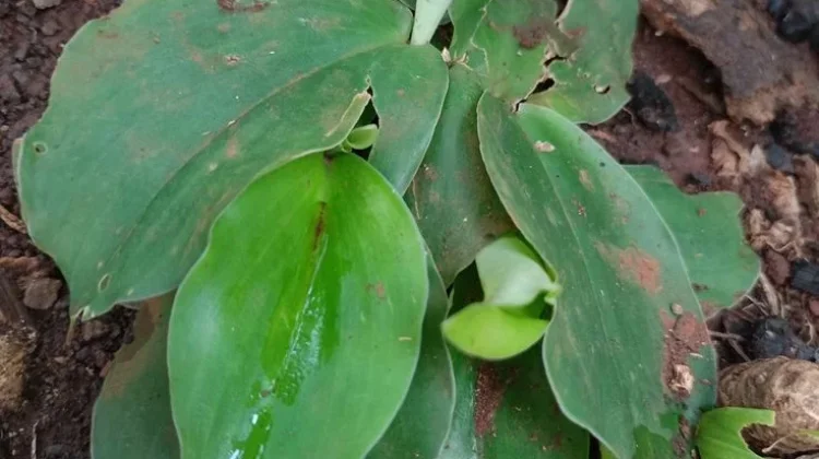 Kasiat Daun Kencur Bagi Kesehatan