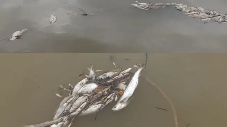 Ribuan Ikan di Sungai Saeh Mati Mendadak