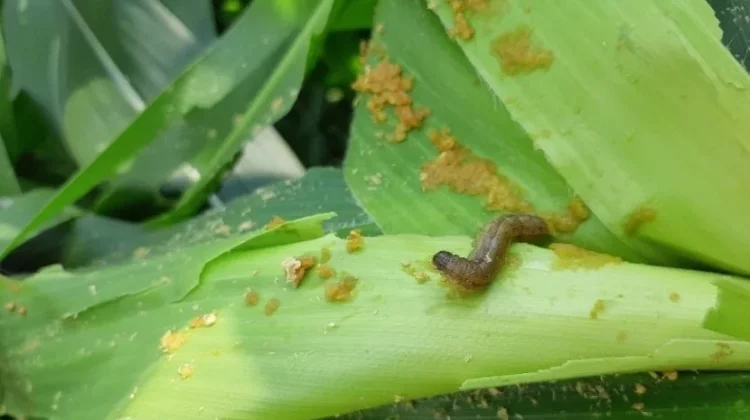 Strategi Ampuh Pengendalian Hama pada Tanaman Jagung