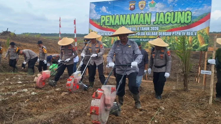 Polda Kalbar Tanam Jagung Hibrida di Kembayan