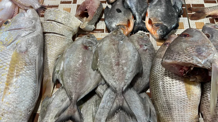 Suplai dari Luar Daerah, Harga Ikan di Sanggau Naik