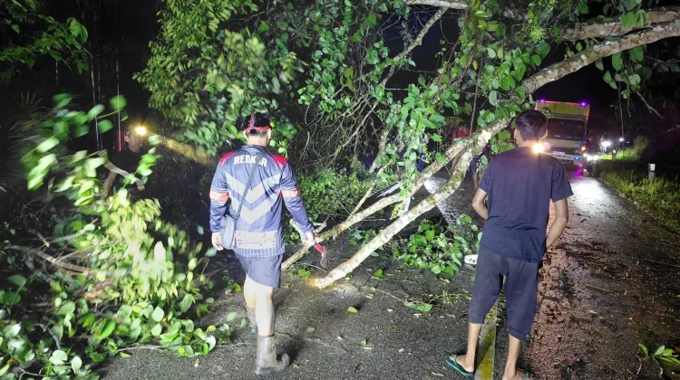 Pohon Tumbang Timpa Truk di Jalan Sosok-Ngabang