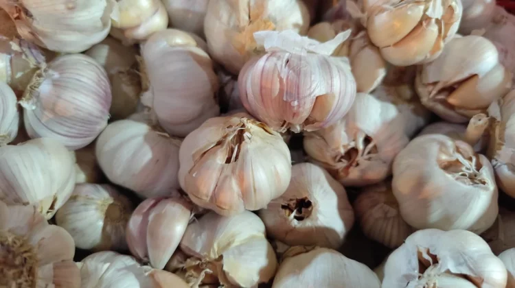 Harga Bawang di Sanggau Naik Lagi