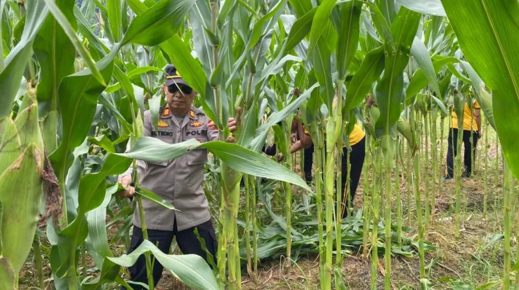 Kejar Target Panen, Polsek Sekayam Maksimalkan Pemeliharan Jagung