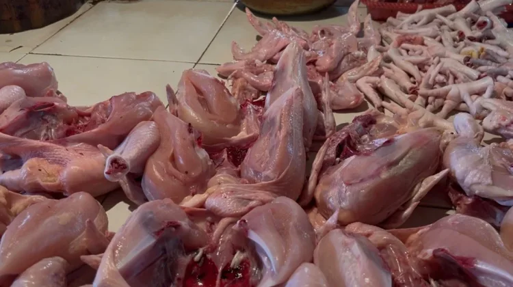 Harga Ayam Potong di Sanggau Stabil
