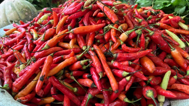 Stok Melimpah, Harga Cabai di Sanggau Turun