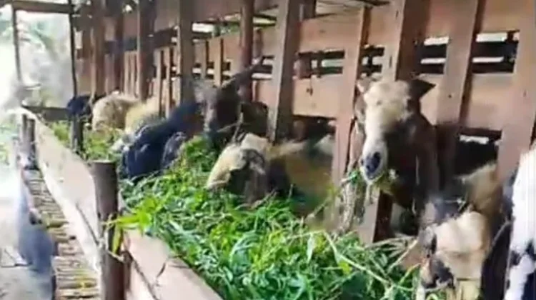 Permintaan Kambing Kurban di Sekayam Mulai Naik