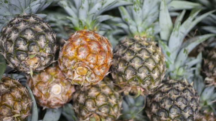 Tips Memilih Buah Nanas dengan Rasa Manis