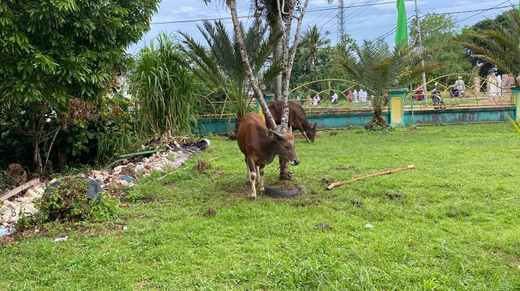 Stok Sapi Kurban di Sanggau Dipastikan Aman untuk Idul Adha 2026