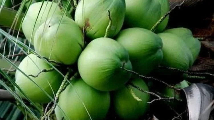 Tips Menjaga Khasiat Air Kelapa agar Tetap Sehat