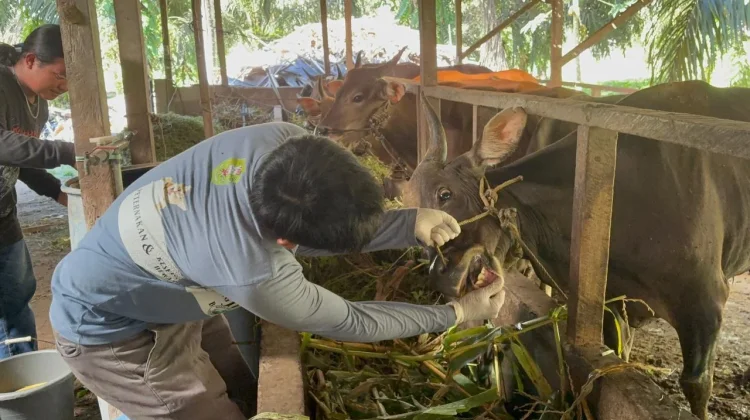 Disbunnak Sanggau Cek Tiga Penampungan Hewan Kurban