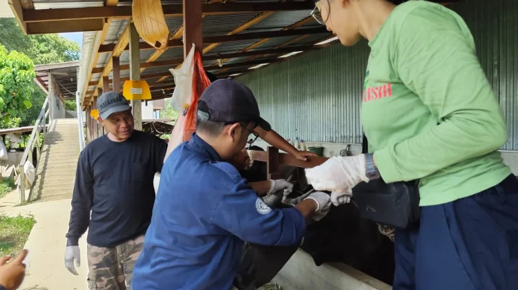 Pemilik Ternak di Liku Dukung Pemeriksaan Hewan Kurban