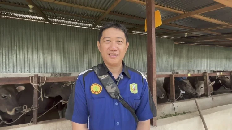 Pengawas Ternak Nilai Kandang Sapi di Sanggau Sudah Baik