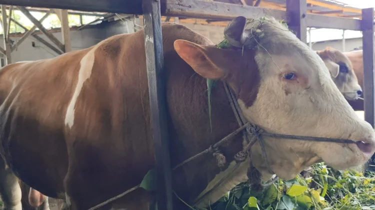 Sapi Simental 804 Kilogram Jadi Kurban Presiden Prabowo