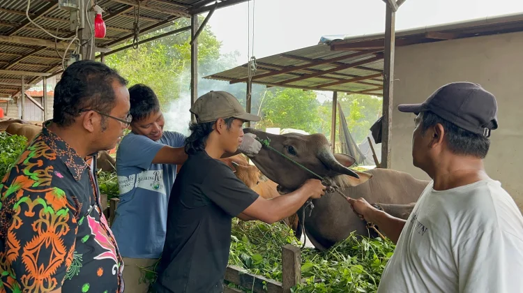Pemeriksaan Hewan Kurban di Sanggau Capai Ratusan Ekor