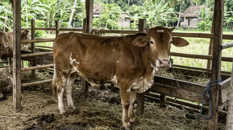 Tabungan Kecil menuju Ibadah Kurban Penuh Makna