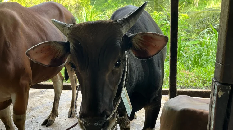 Sapi Kurban di Sanggau Dipastikan Bebas PMK