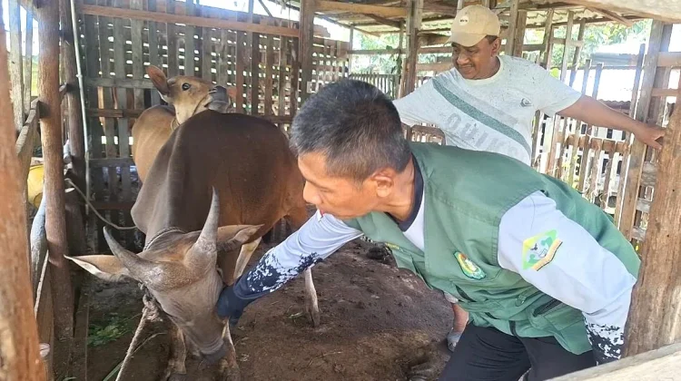 Medik Veteriner Sekayam Intensifkan Pemeriksaan Kesehatan Hewan