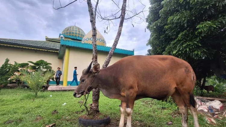 Dewan Masjid Indonesia Sekayam Catat 121 Hewan Kurban