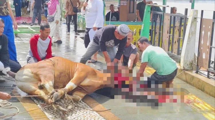 Iduladha, Masjid Jami Sanggau Terima 9 Sapi Kurban