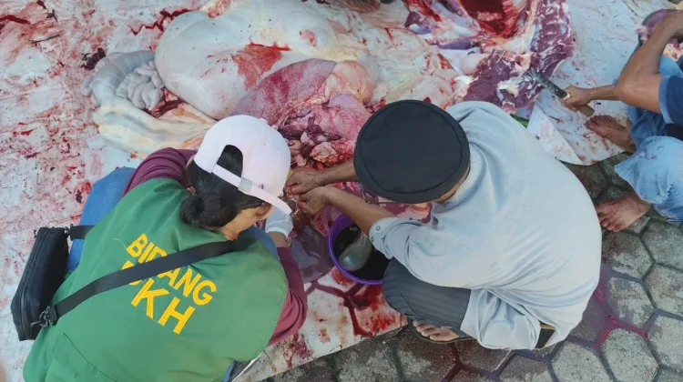 Satu Sapi Kurban Terindikasi Cacing Hati di Sanggau, Daging Tetap Aman Dikonsumsi