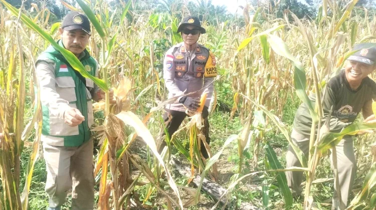 Panen Jagung Polsek Tayan Hulu Capai 8,5 Ton
