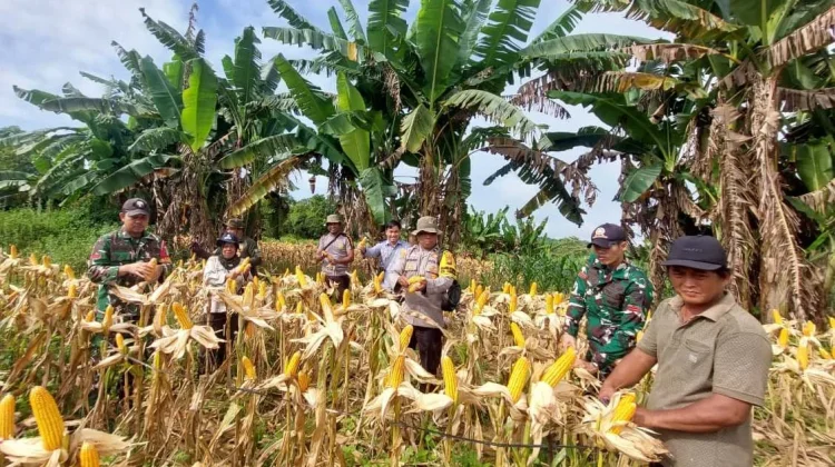 Panen Jagung Polsek Jangkang Capai 7,88 Ton