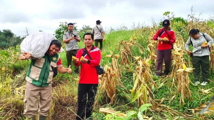 Panen Jagung Polisi di Sosok Hasilkan 7,2 Ton