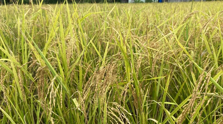 Dilanda Kemarau, Pemkab Sanggau Klaim Stok Beras Aman
