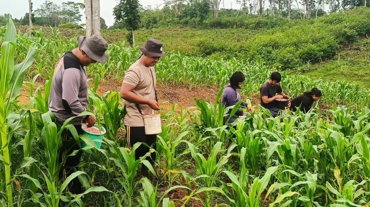 Demplot Jagung Polsek Beduai Sarana Edukasi Ketahanan Pangan