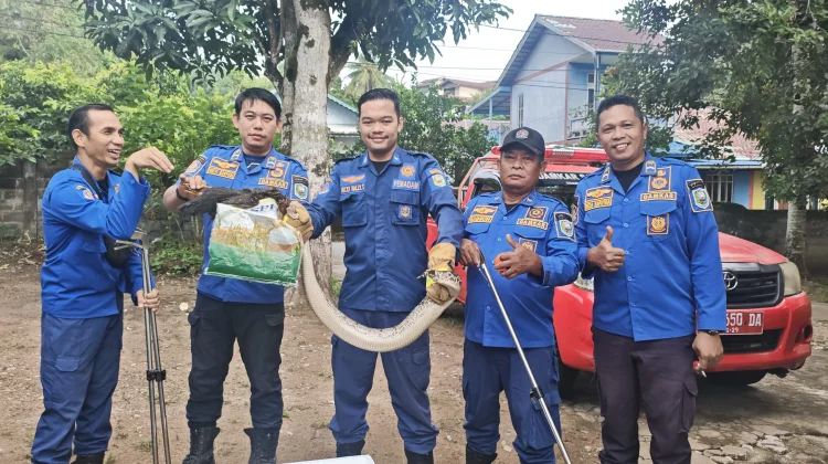 Damkar Sanggau Evakuasi Ular Puraca dari Rumah Warga