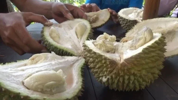 Risiko Dibalik Kelezatan Eksotis Buah Durian
