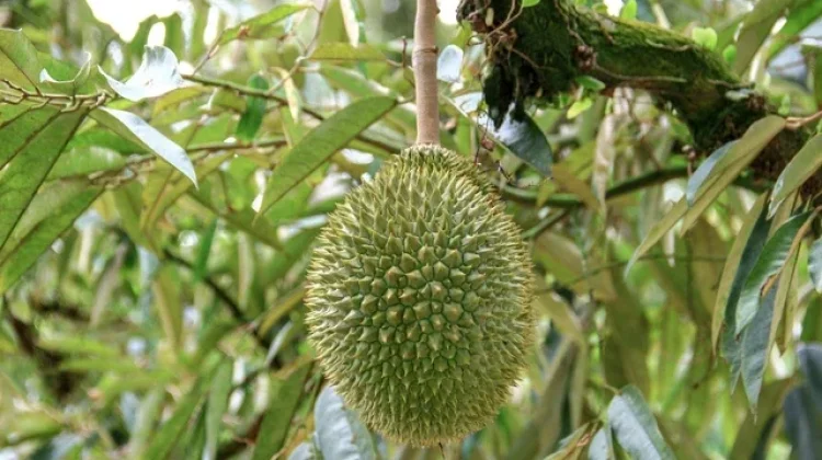 Buah Durian Gagal Matang? Ini Sebabnya