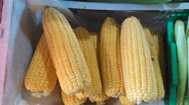 Kelangkaan Pasokan Picu Kenaikan Harga Jagung di Sanggau