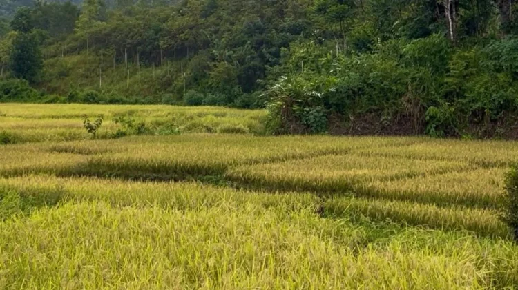 Petani Sanggau Diminta Waspadai Anomali Cuaca