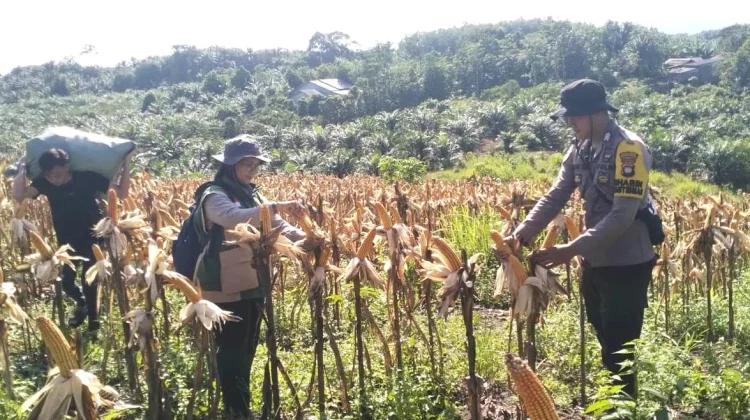 Poktan Pokat Bauh Hasilkan Jagung Hibrida 11,8 Ton