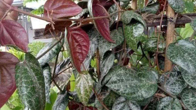 Khasiat Daun Sirih Merah bagi Kesehatan Anak