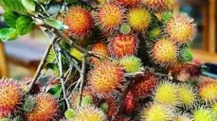 Trik Mengatasi Buah Rambutan Gugur sebelum Matang