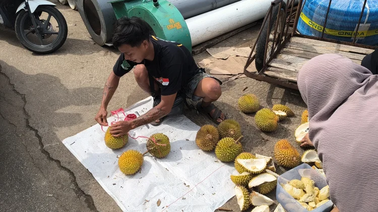 Musim Durian Gerakkan Perekonomian Masyarakat Sanggau