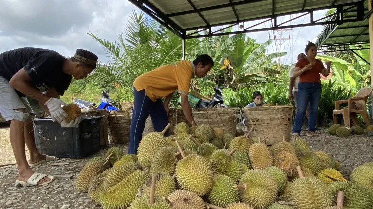 Durian Lokal Masih Jadi Komoditas Andalan Sanggau
