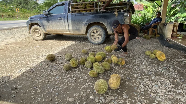 Empat Kecamatan Perbatasan Jadi Sentra Durian Sanggau